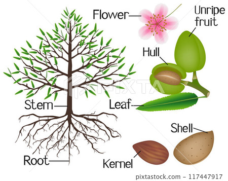 The illustration shows parts of the almond plant. 117447917