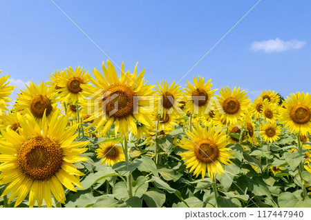 Sunflower shining in the blue sky Sunflower shining in the blue sky 117447940
