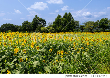 夏天藍天和一個向日葵領域 117447945