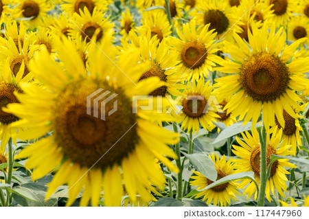 Sunflowers blooming all over the place Sunflowers blooming all over the place 117447960