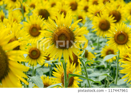 A close-up of a sunflower field in full bloom 117447961