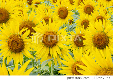 Sunflower field spreading to one side 117447963