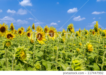  說到夏天的花朵，黃色的向日葵 117447992