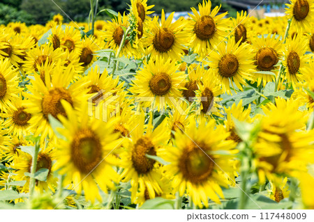 Sunflower field spreading to one side Sunflower field spreading to one side 117448009