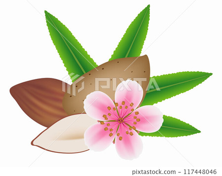Almond nuts with flower and leaves isolated on white background. Almond nuts with flower and leaves isolated on white background. 117448046