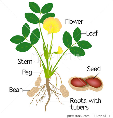 An illustration showing parts of a peanut plant. 117448104