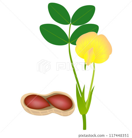 Peanut plants with beans on an isolated white background. 117448351