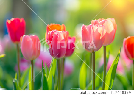 Beautiful Spring Nature background with tulip Flowers, selective focus. Vivid colors. 117448359