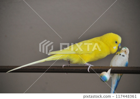 Budgerigar playing with a toy 117448361