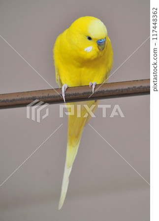 Budgerigar perched on a tree Budgerigar perched on a tree 117448362