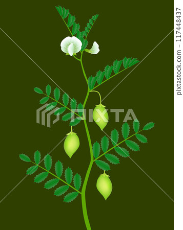 A branch of a chickpea plant with green pods and white flowers. 117448437