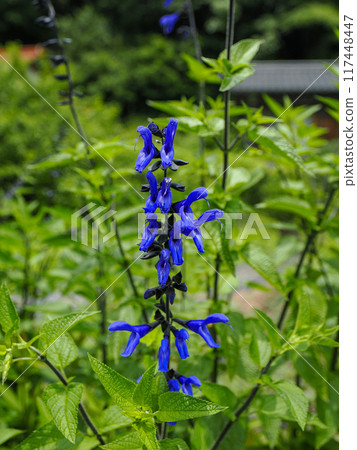 景觀與鼠尾草(草甸鼠尾草) 景觀與鼠尾草(草甸鼠尾草) 117448447