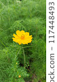 Yellow cosmos flowers 117448493