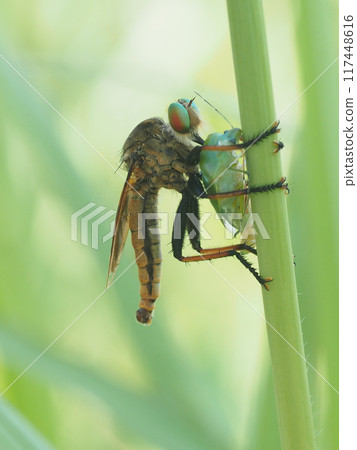 掠奪！ （一隻雄性綠臭蟲抓住了一隻綠臭蟲並落在莖上。） 117448616