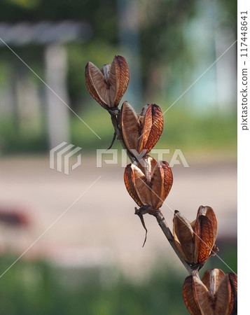 Lily shells bathed in morning sunlight (close-up of openwork lily shells) Lily shells bathed in morning sunlight (close-up of openwork lily shells) 117448641