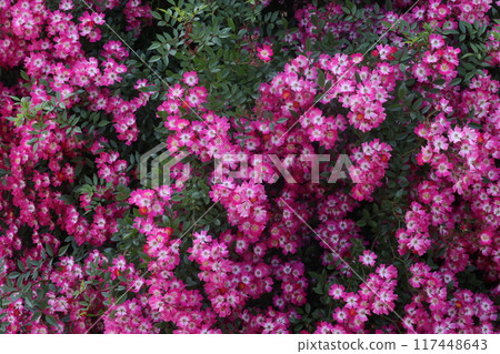 綠色公園的玫瑰 117448643