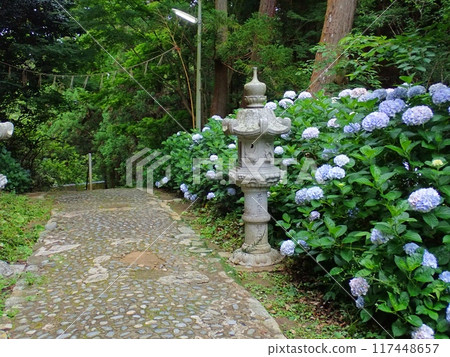 Scenery with hydrangeas at Sakurai Shrine in Itoshima, Fukuoka Prefecture 117448657