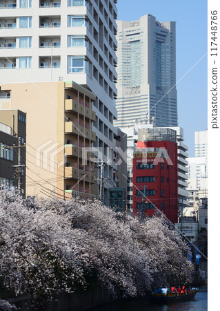 Cherry blossoms of Ooka River Cherry blossoms of Ooka River 117448766