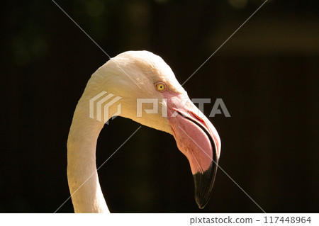 Flamingos are the national bird of the bahamas Flamingos are the national bird of the bahamas 117448964