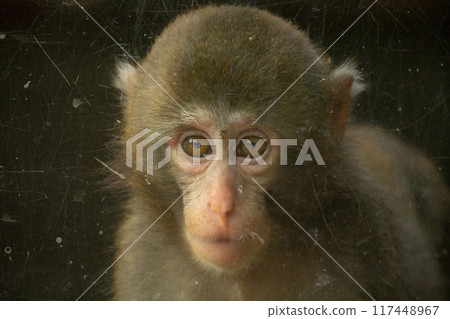 Potrait image of monkey (macaque) Potrait image of monkey (macaque) 117448967