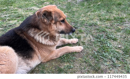 An elderly German Shepherd lies on the grass. An elderly German Shepherd lies on the grass. 117449435