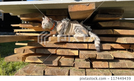 A neutered cat in a blanket sits on the boards. A neutered cat in a blanket sits on the boards. 117449439