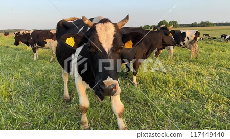 Black and white cows in a field at sunset. Black and white cows in a field at sunset. 117449440