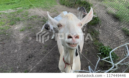 A close-up of a white goat in the countryside. 117449446
