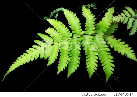 fern leaf isolated on black background 117449514