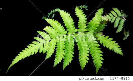 fern isolated on black background fern isolated on black background 117449515