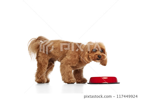 Healthy nutrition. Adorable dog. purebred Poodle eating food from bowl isolated on white background 117449924