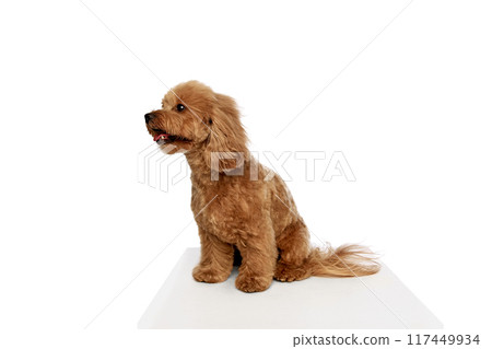 Grooming services. Adorable puppy, purebred Poodle sitting with wind blowing on muzzle, enjoying grooming isolated on white background Grooming services. Adorable puppy, purebred Poodle sitting with wind blowing on muzzle, enjoying grooming isolated on white background 117449934