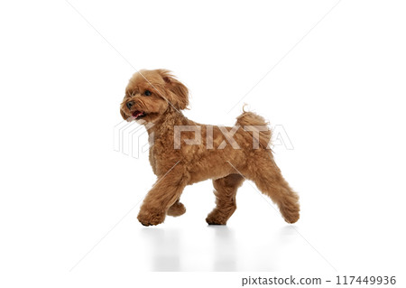 Happy little dog, playful, fluffy, brown purebred Poodle in motion, running, playing isolated on white background 117449936