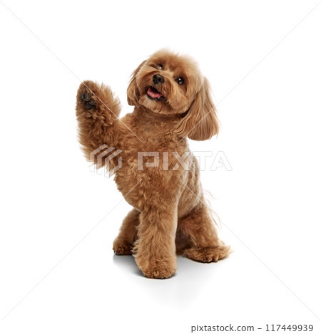 Happy, smiling, smart dog, purebred Toy Poodle sitting and giving paw isolated on white background 117449939