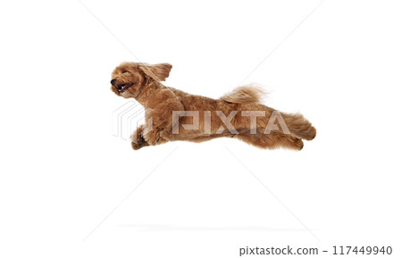 Playful little dog, brown and fluffy purebred Toy Poodle in motion, jumping, flying isolated on white background 117449940