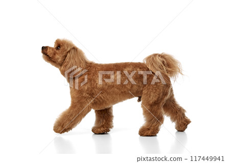 Pet after grooming services. Little brown dog, purebred Poodle walking isolated on white background Pet after grooming services. Little brown dog, purebred Poodle walking isolated on white background 117449941