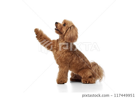 Smart, calm, beautiful dog, brown purebred Poodle calmly sitting and giving paw isolated on white background 117449951
