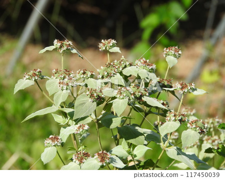 Perennial plant of the Labiatae family "Hiroha Mountain Mint" 117450039