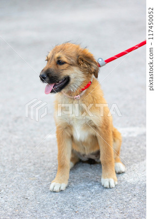 Red mutt puppy dog sitting outdoor. Mixed-breed 117450052
