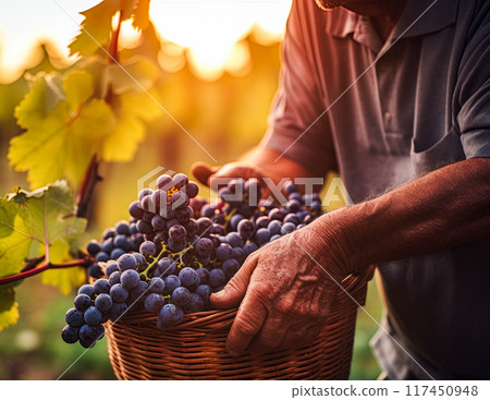 Grape harvesting at sunset. Man holding wicker basket full of riped grapes in vineyard. Generative Ai Grape harvesting at sunset. Man holding wicker basket full of riped grapes in vineyard. Generative Ai 117450948