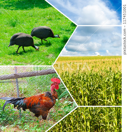 Poultry and corn field. Collage. 117451001