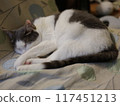 Rescued cat, female, sleeping, GFX mirrorless camera 117451213