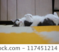 Female cat relaxing on a mat Mirrorless camera GFX 117451214