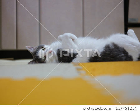 Female cat relaxing on a mat Mirrorless camera GFX 117451214