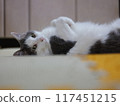 Relaxing female cat Mirrorless camera GFX Fuji 117451215