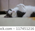 Relaxing female cat Mirrorless camera GFX Close-up 117451216
