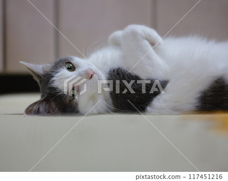 Relaxing female cat Mirrorless camera GFX Close-up 117451216