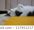 Relaxing female cat Mirrorless camera GFX Navel 117451217