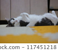 Cat relaxing in the kitchen 117451218