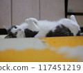 Cat relaxing in the kitchen Mirrorless camera 117451219